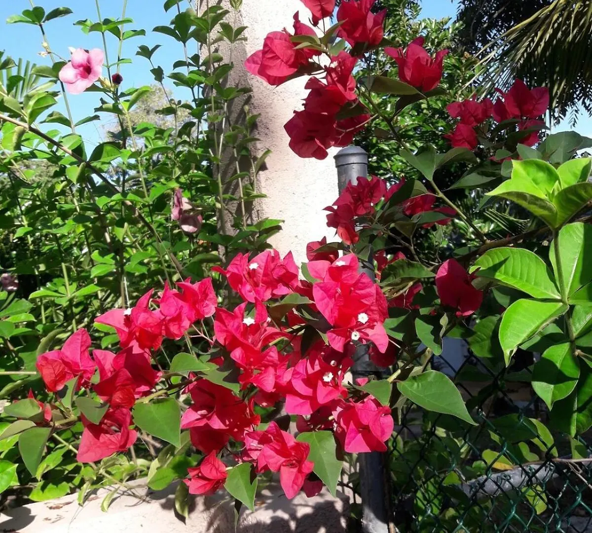 Holiday home Casa Vien -Serene 2-Bedroom Eco Cottage With Private Beach Access Oracabessa